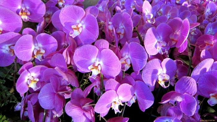 Орхидея phalaenopsis manila