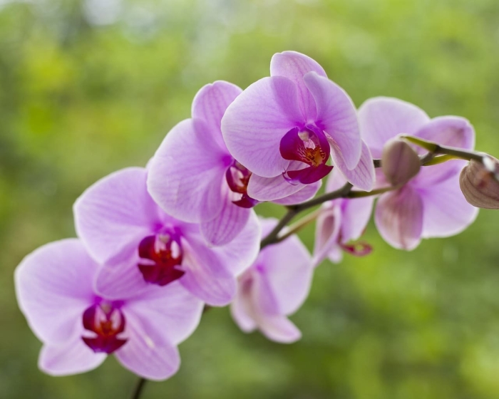 Орхидея мальва
