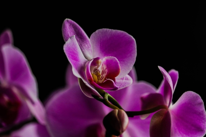 Фаленопсис каталина