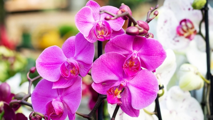 Розовая орхидея фаленопсис