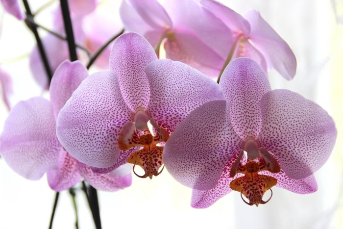 Орхидея phalaenopsis манхэттен
