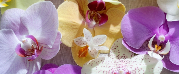 Орхидея эдита