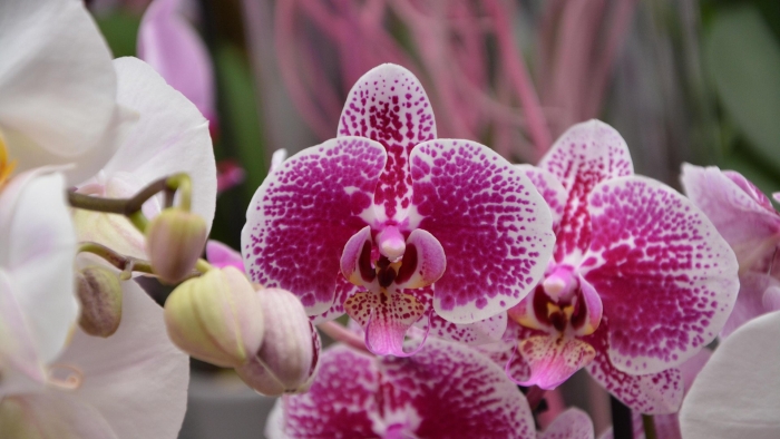 Орхидея ягуар фаленопсис