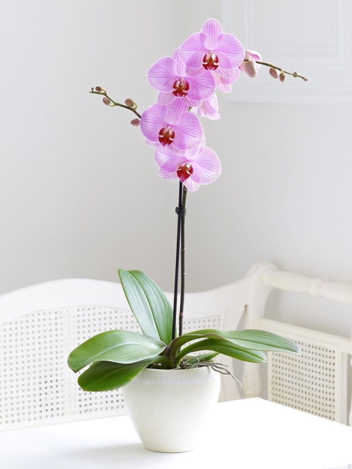 Phalaenopsis orchid