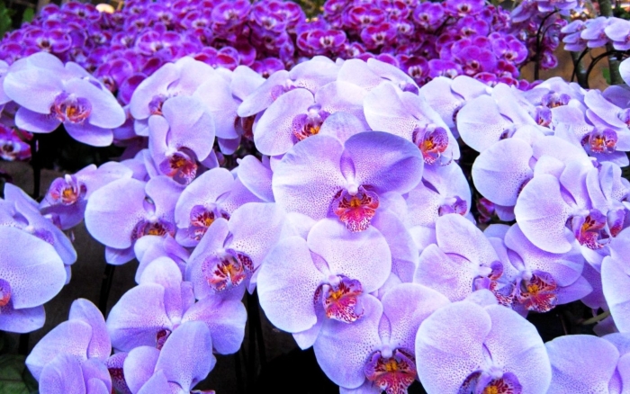 Сиреневая орхидея фаленопсис