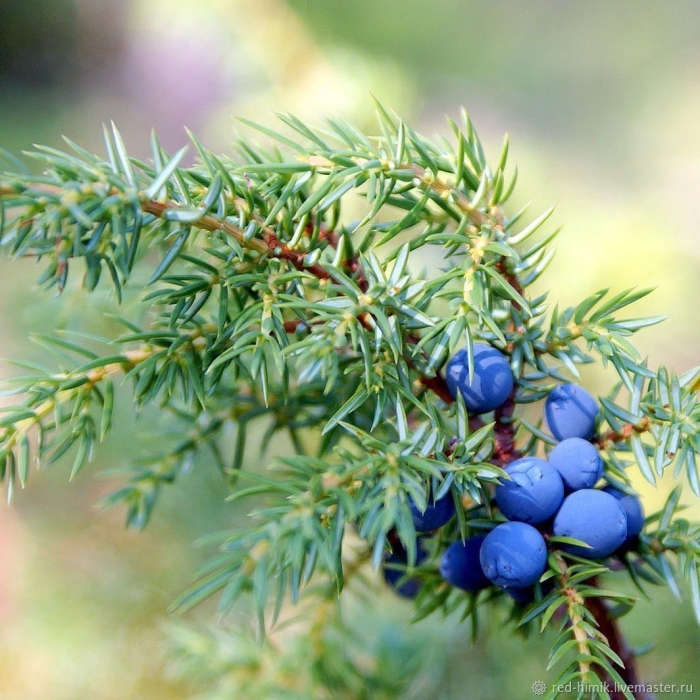 Spectrum можжевельник