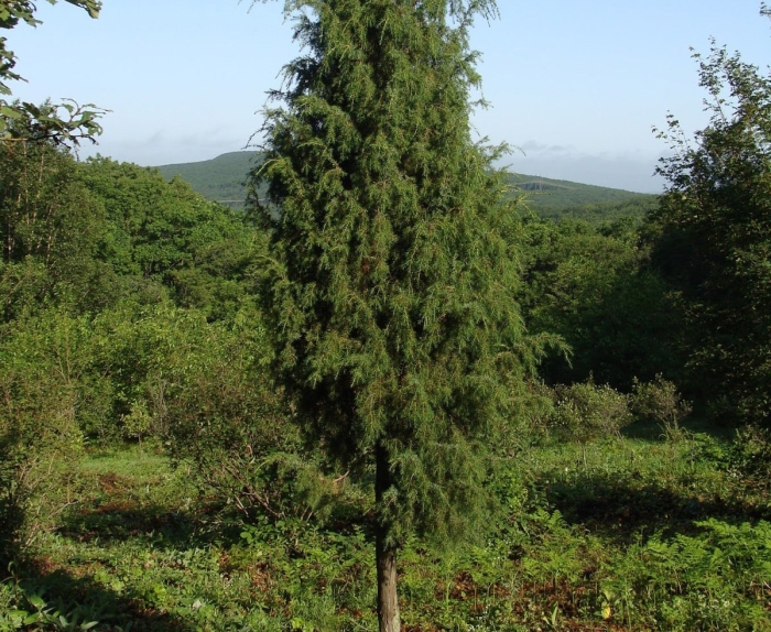 Можжевельник rigida