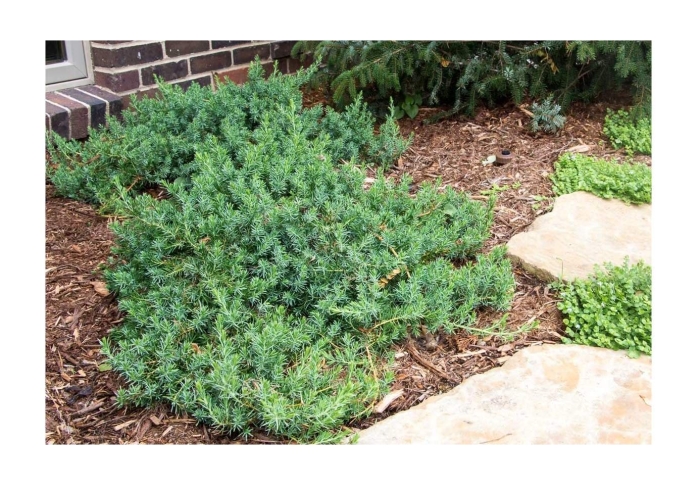 Juniperus conferta blue pacific