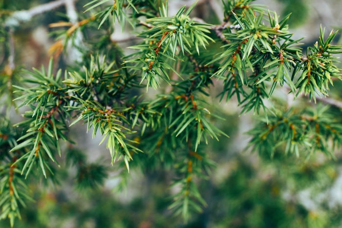 Можжевельник juniperus communis