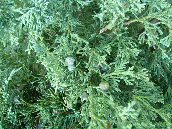 Juniperus chinensis keteleeri