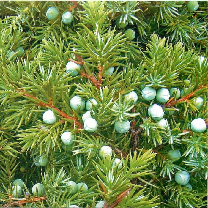 Можжевельник обыкновенный сорта