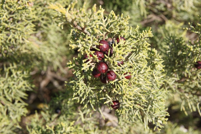 Можжевельник juniperus phoenicea