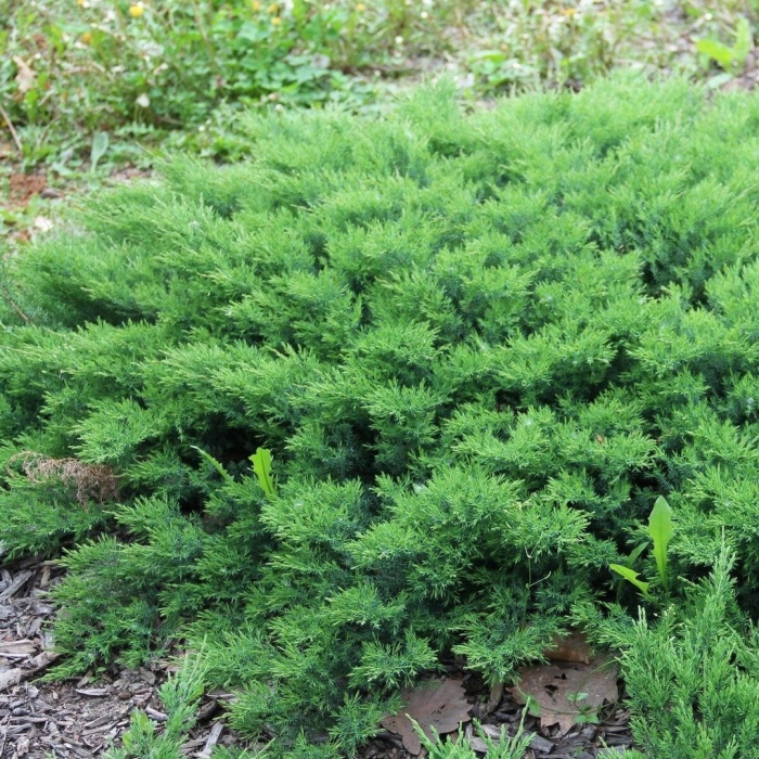 Можжевельник даурский (juniperus davurica)