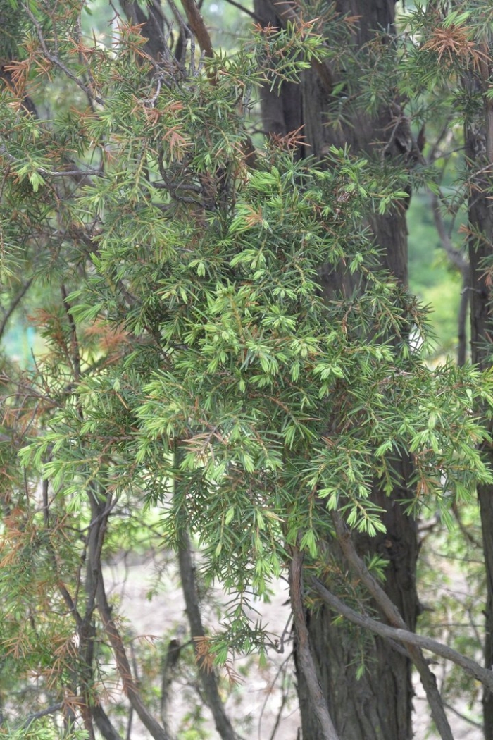 Можжевельник твёрдолистный