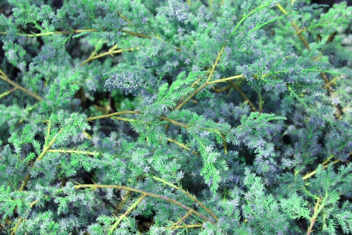 Блю альпс можжевельник