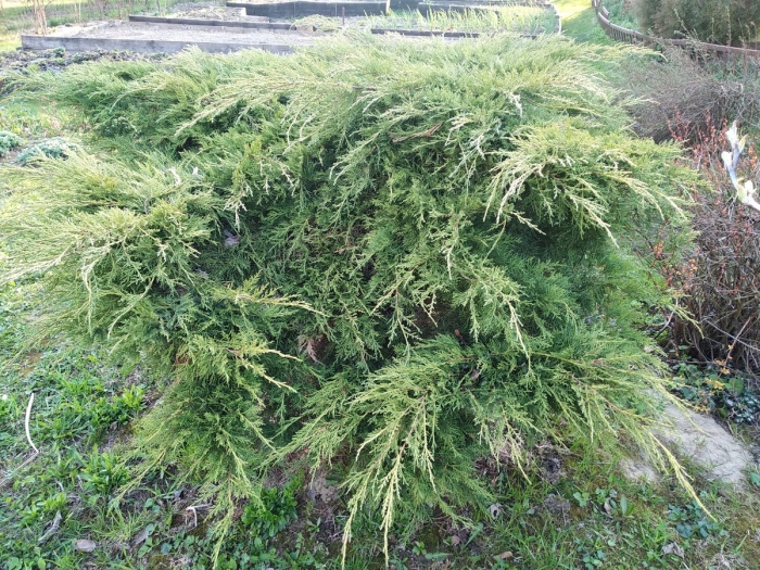 Пфитцериана глаука можжевельник