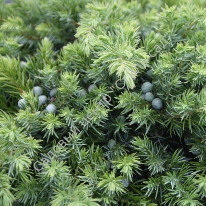 Можжевельник обыкновенный juniperus communis