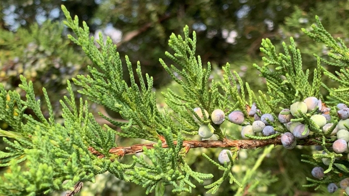 Можжевельник обыкновенный