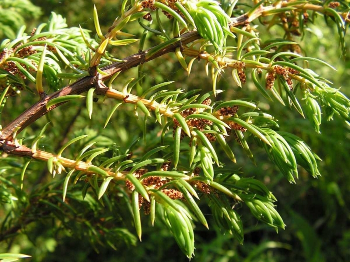 Можжевельник ( juniperus sibirica