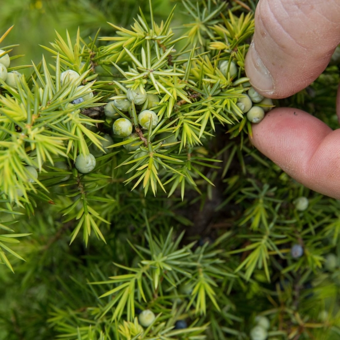 Можжевельник обыкновенный 'columnaris'