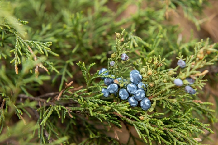 Можжевельник казацкий ягоды