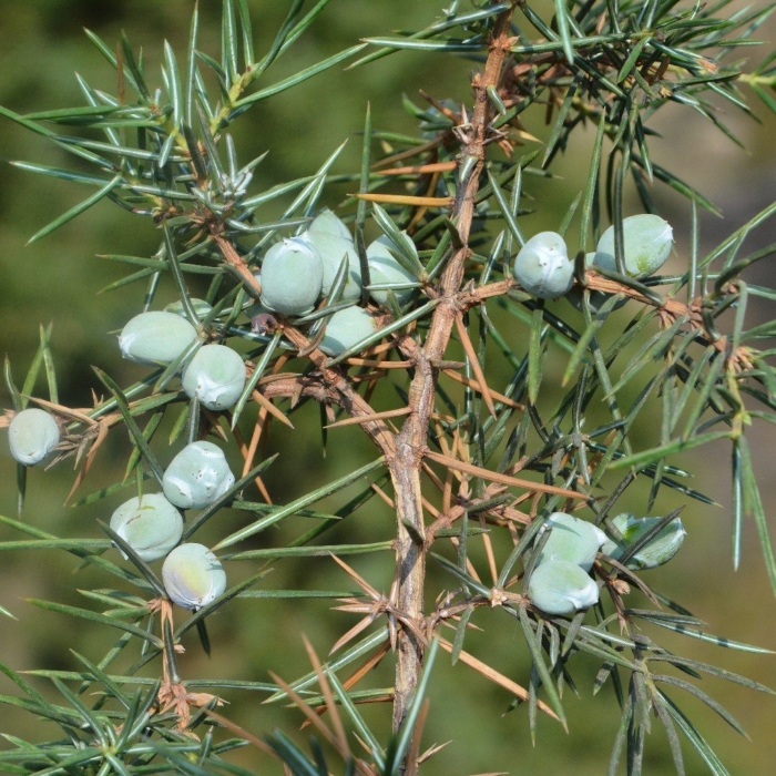 Можжевельник обыкновенный шишкоягоды