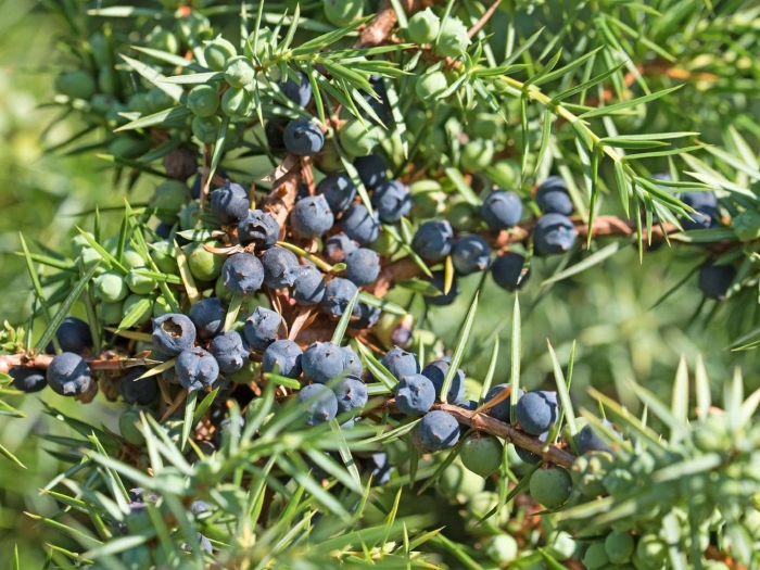 Ягода можжевельник