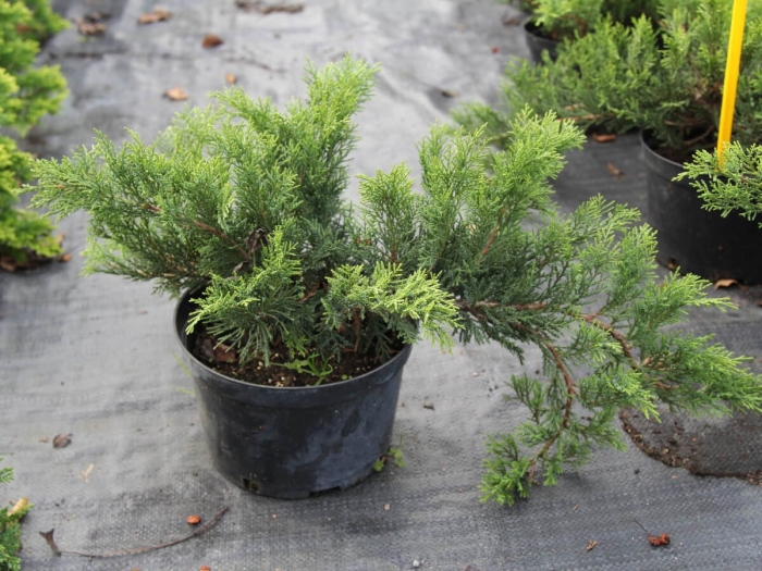 Tamariscifolia можжевельник казацкий