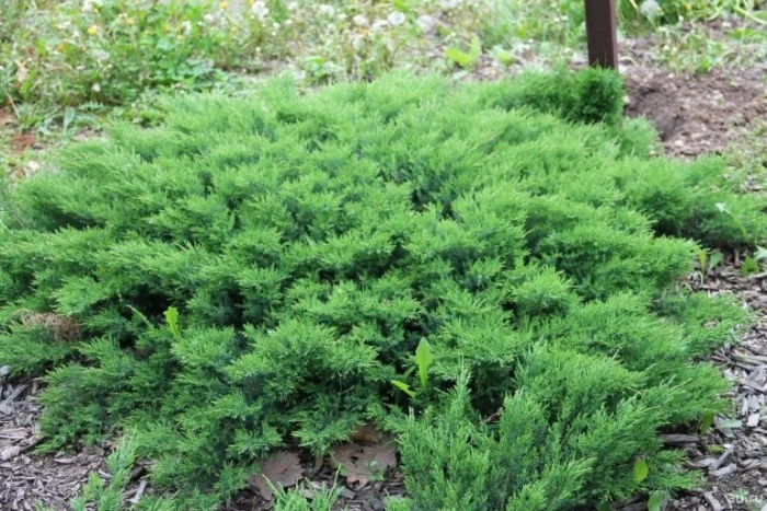 Можжевельник даурский (juniperus davurica)