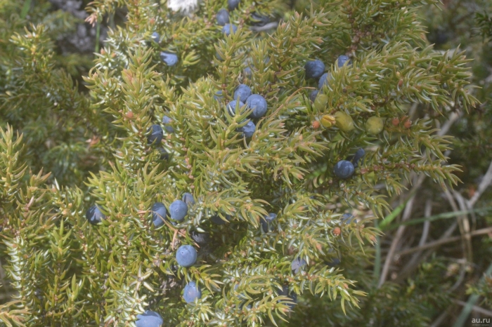 Можжевельник обыкновенный лесной