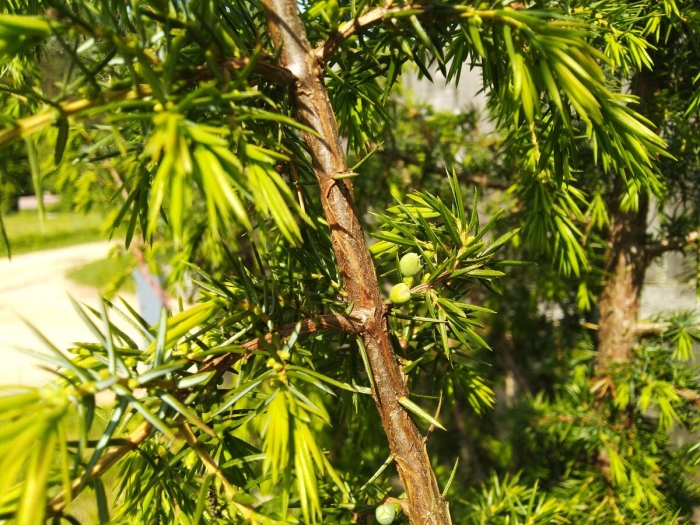 Можжевельник обыкновенный