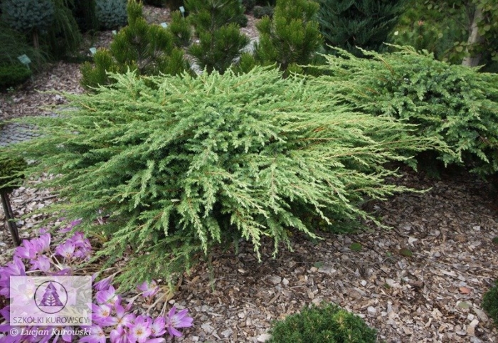 Можжевельник горизонтальный грин карпет