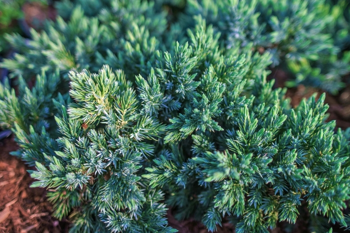 Можжевельник чешуйчатый блю стар