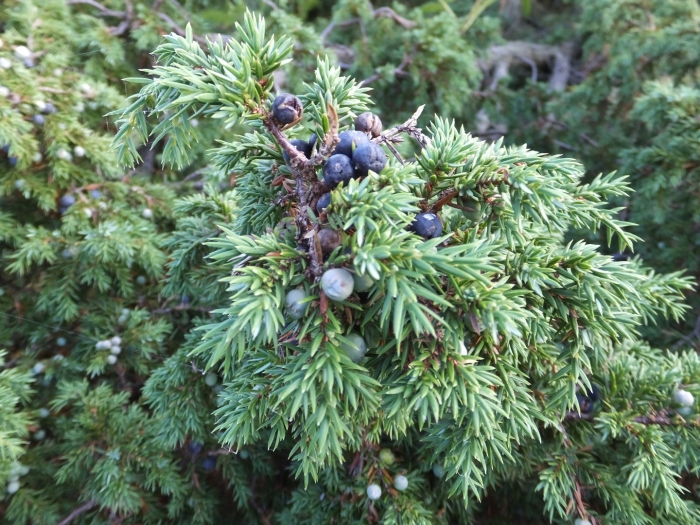 Можжеве́льник твёрдый (juniperus rigida)