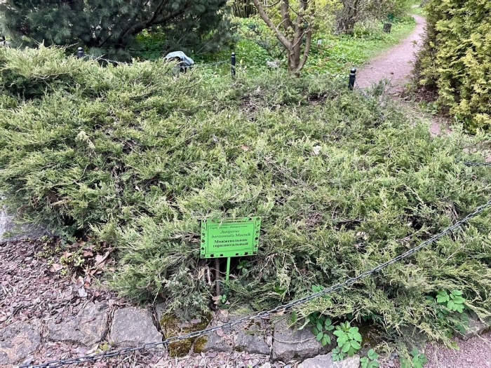 Можжевельник твердый прибрежный