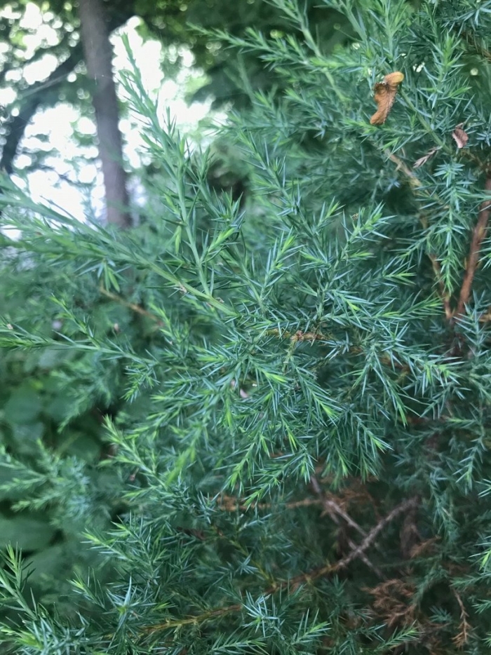 Можжевельник виргинский грей оул