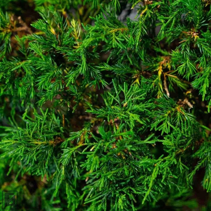 Растение можжевельник