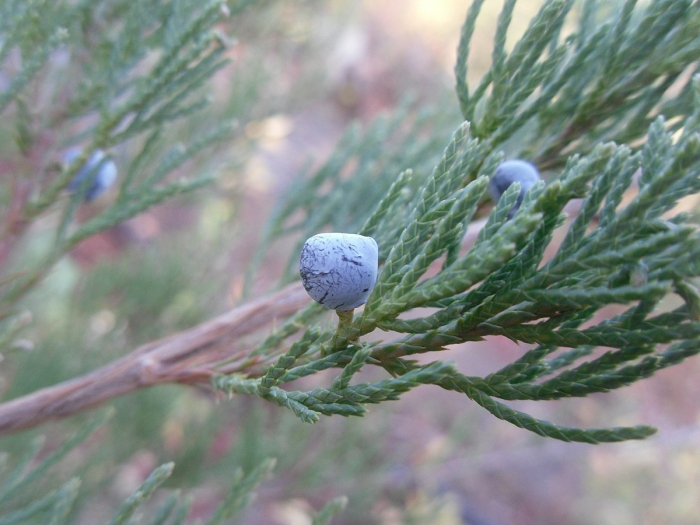 Шишкоягоды можжевельника