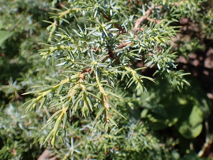 Juniperus communis лрс