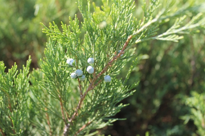 Можжевельник обыкновенный микростробилы