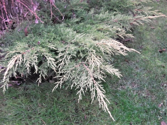 Можжевельник стелющийся олд голд