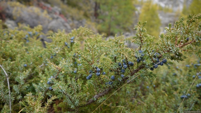 Артыш казацкий можжевельник