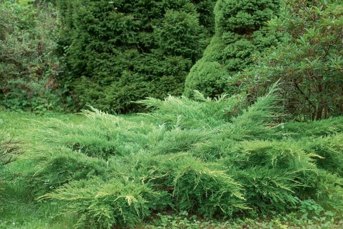 Можжевельник в саду