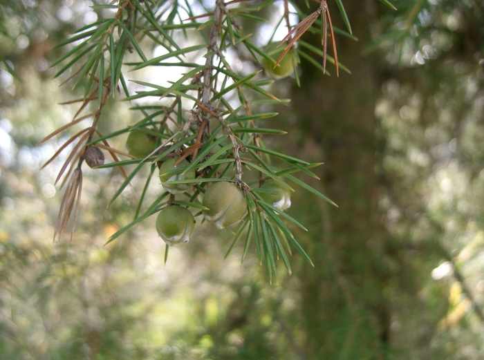 Можжевельник колючий juniperus oxycedrus