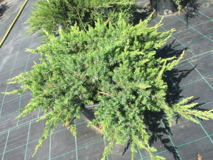 Можжевельник чешуйчатый холгер