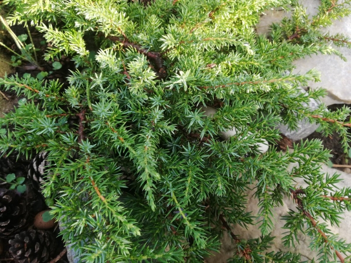 Можжевельник коммунис грин карпет