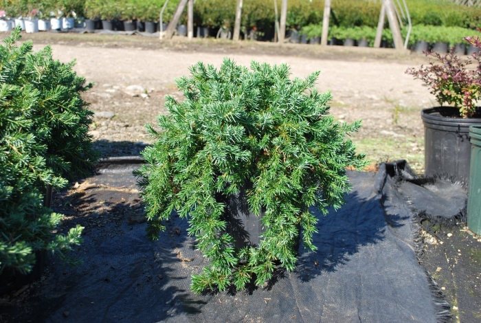 Можжевельник прибрежный schlager