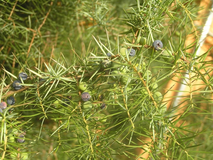 Можжевельник твердый (juniperus rigida)