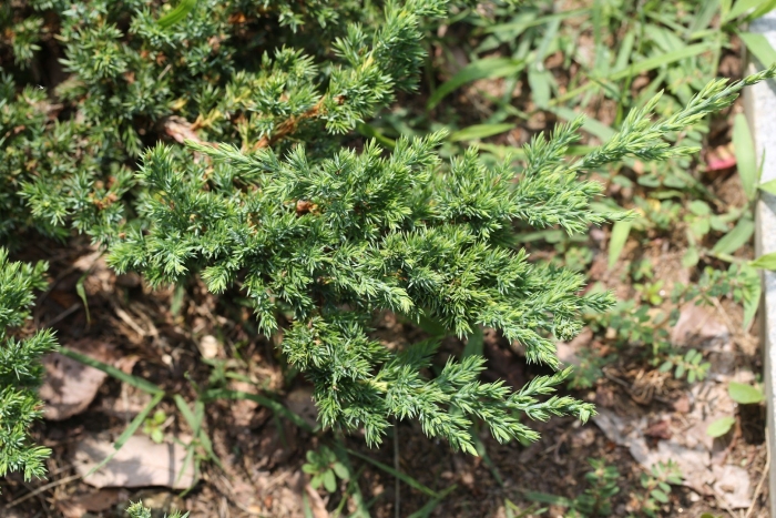 Можжевельник гринмантл