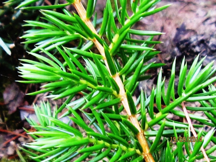 Tsuga heterophylla